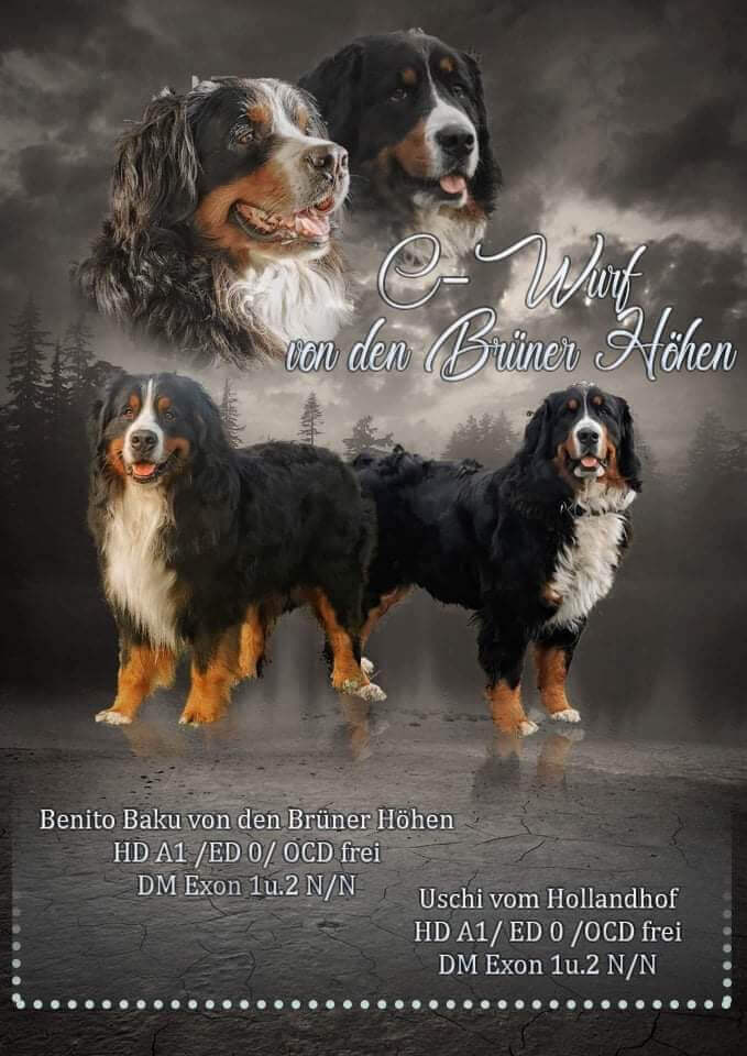2 Berner Sennenhunde